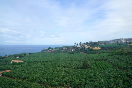 Banānaugu plantācijas