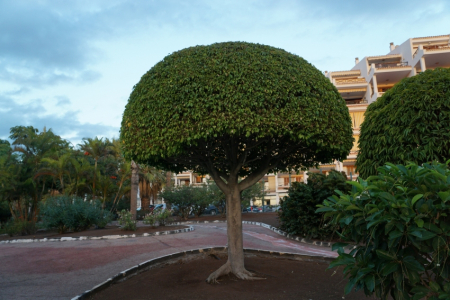 Tenerife - mūžīgā pavasara sala