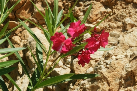Maljorkā
