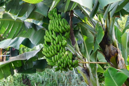 Banānu ķekars