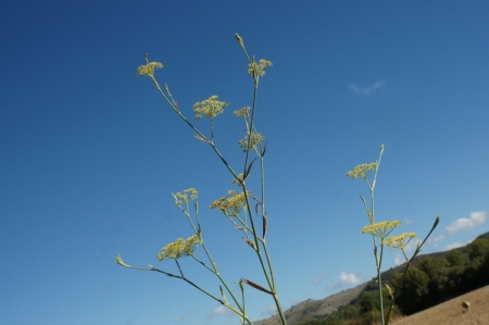 Aromātisks ķimenēm līdzīgs augs