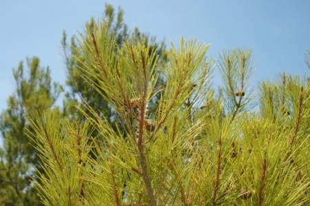 Maljorkā