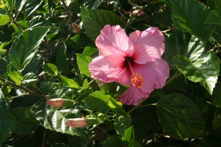 Maljorkā