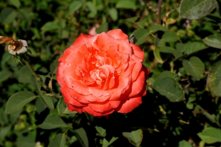 Rozes zieds