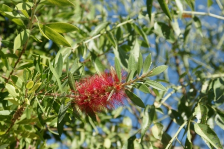 Maljorkā