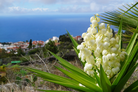 Tenerife - mūžīgā pavasara sala