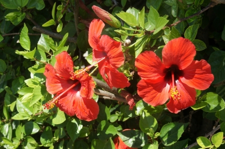 Maljorkā