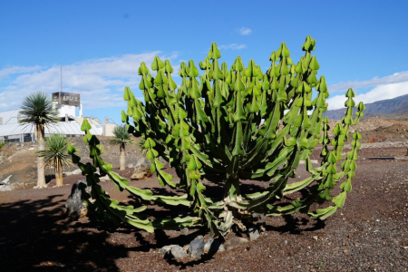 Tenerife - mūžīgā pavasara sala
