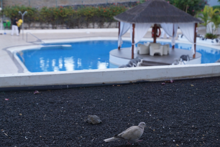 Tenerife - mūžīgā pavasara sala
