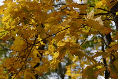 Rudens dabā