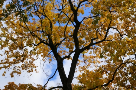 Rudens dabā