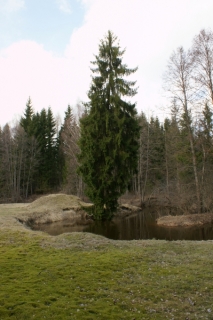 Līkumotā Zvirgzde