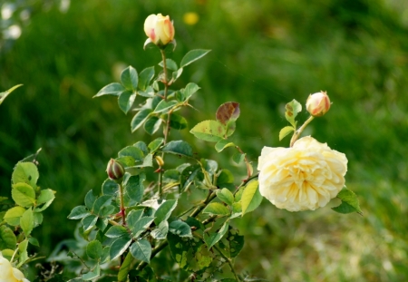 Ceļā uz Laucieni. Rudens roze