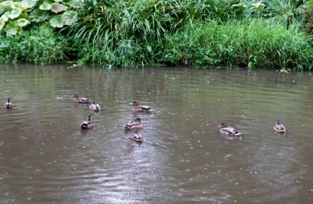 Pīlītes dīķītī