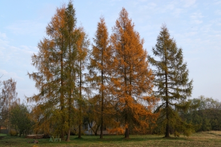 Rudens Lapmežciemā