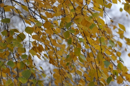 Rudens Lapmežciemā