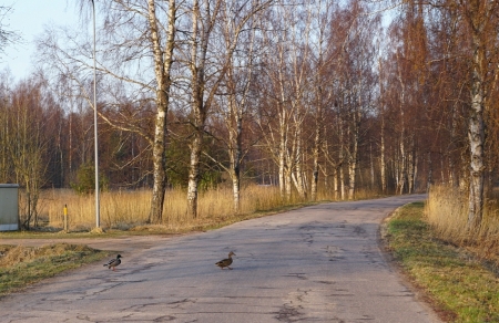 Rīts Lapmežciemā