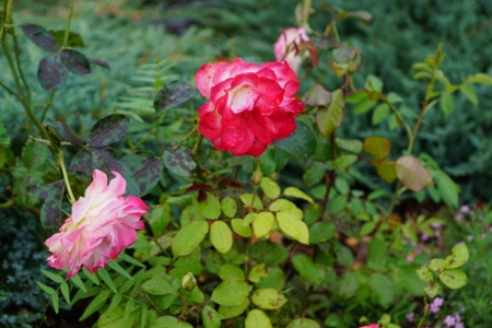 Rudens roze