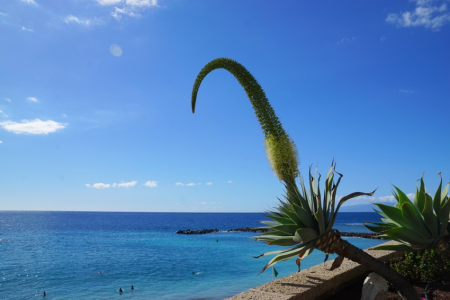 Tenerife - mūžīgā pavasara sala