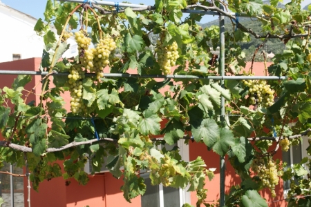 Vīnogas piemājas dārziņā