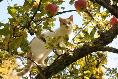 Klusā daba ar āboliem un kaķi