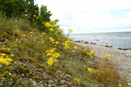 Baltijas jūras krastā
