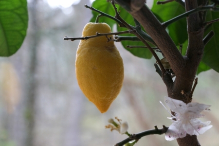 Citrons logā